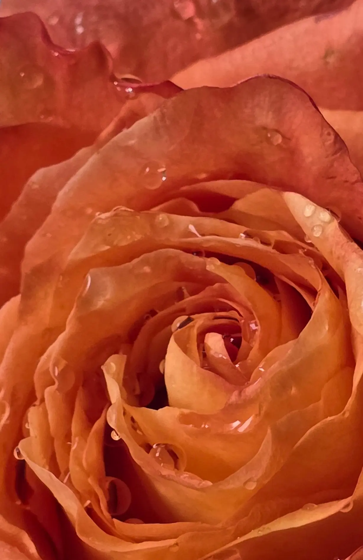 아름다운 그녀...