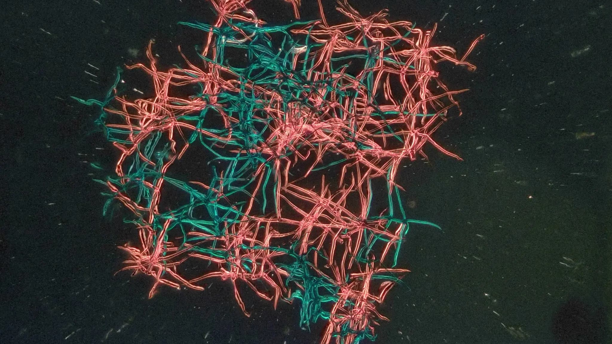 식물 잎 표면의 털