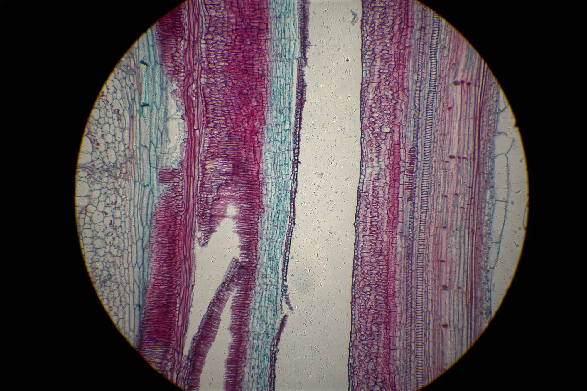 오이 줄기의 현미경 사진